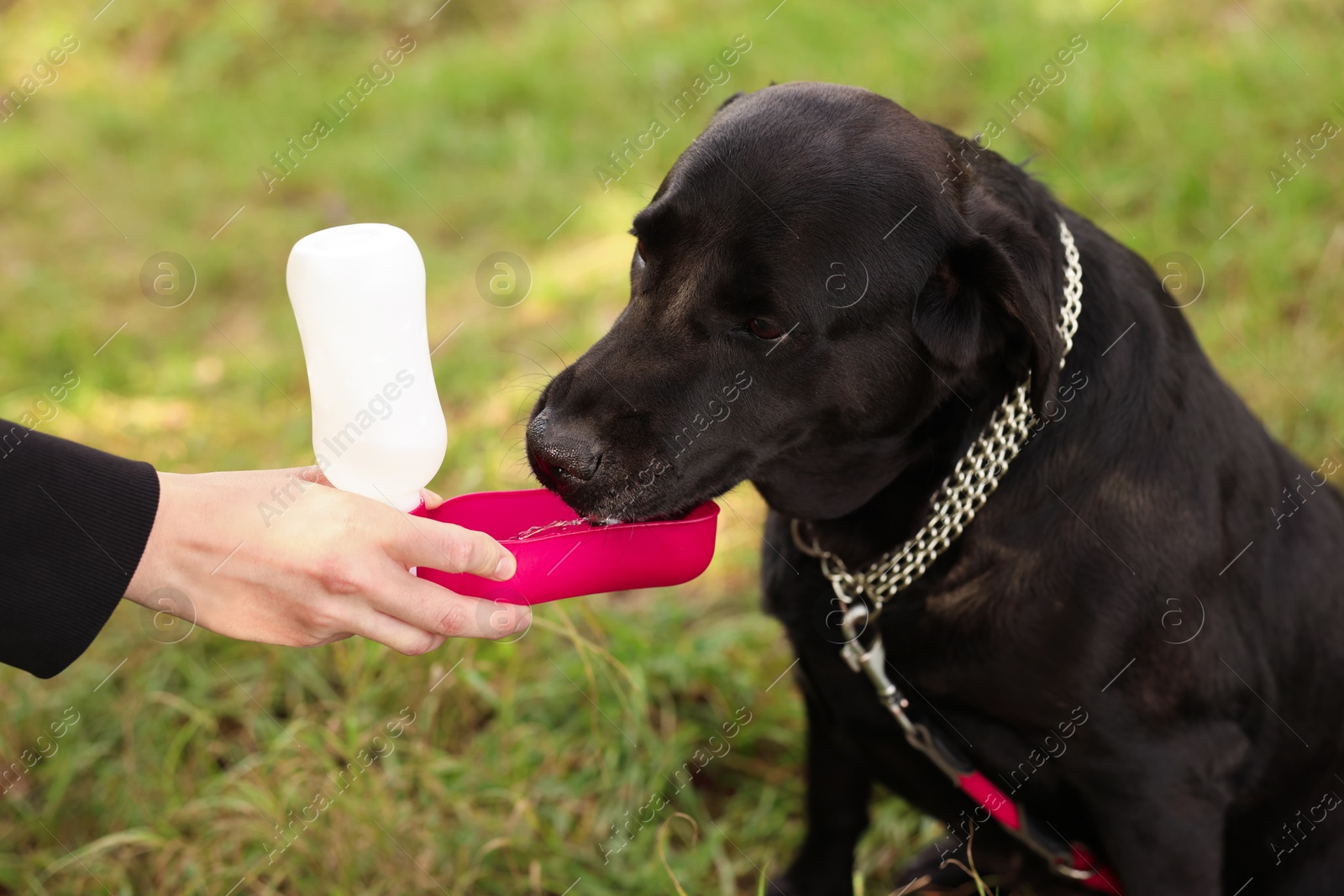 Photo of Owner giving water to her cute Labrador Retriever dog outdoors, closeup