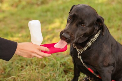 Photo of Owner giving water to her cute Labrador Retriever dog outdoors, closeup