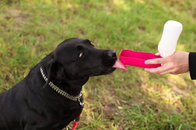 Photo of Owner giving water to her cute Labrador Retriever dog outdoors, closeup