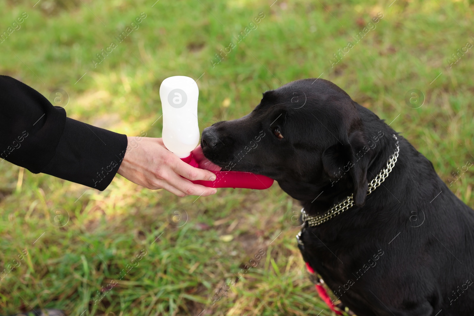 Photo of Owner giving water to her cute Labrador Retriever dog outdoors, closeup