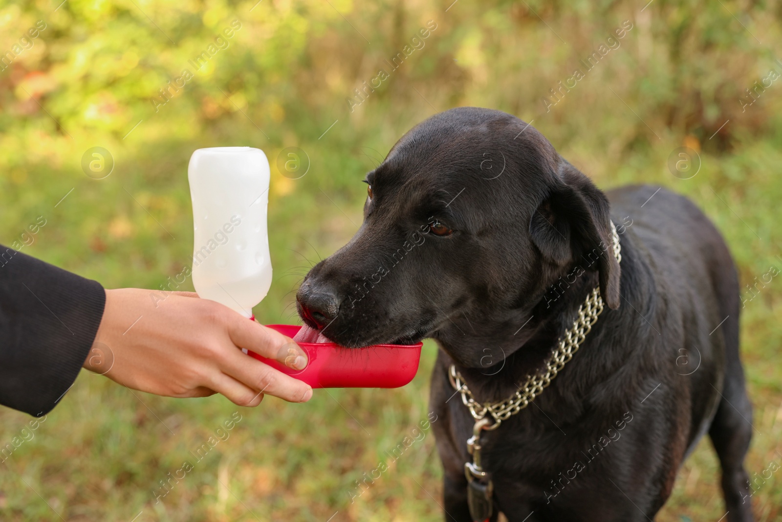 Photo of Owner giving water to her cute Labrador Retriever dog outdoors, closeup