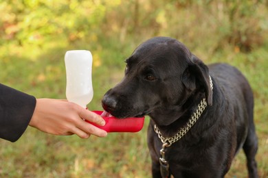 Photo of Owner giving water to her cute Labrador Retriever dog outdoors, closeup