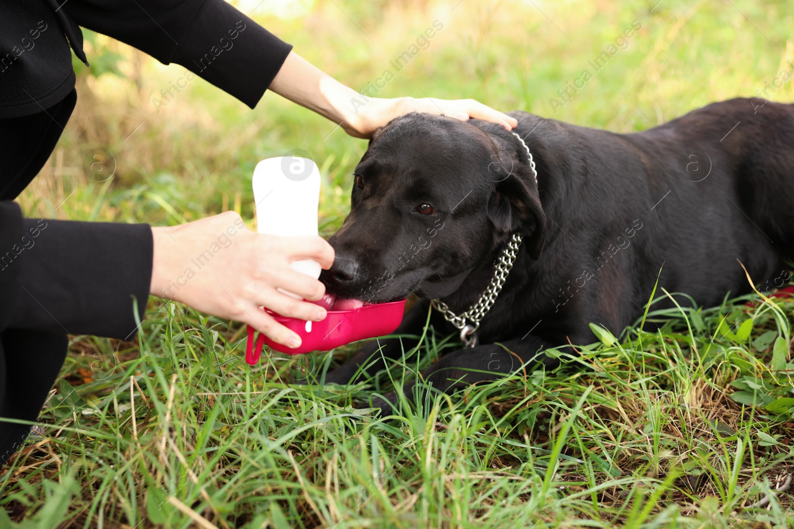 Photo of Owner giving water to her cute Labrador Retriever dog on green grass outdoors, closeup