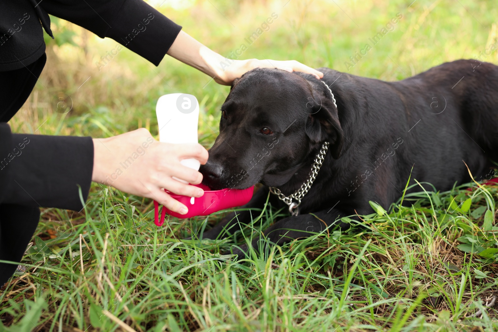 Photo of Owner giving water to her cute Labrador Retriever dog on green grass outdoors, closeup