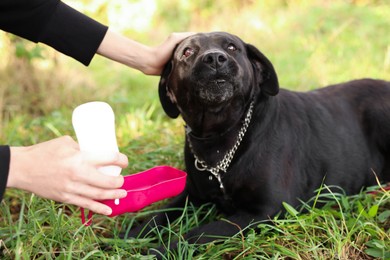 Photo of Owner giving water to her cute Labrador Retriever dog on green grass outdoors, closeup