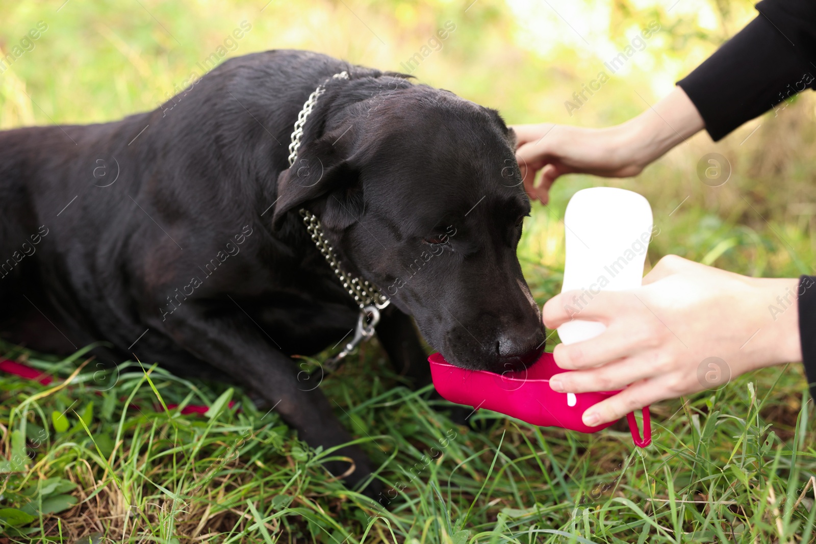 Photo of Owner giving water to her cute Labrador Retriever dog on green grass outdoors, closeup