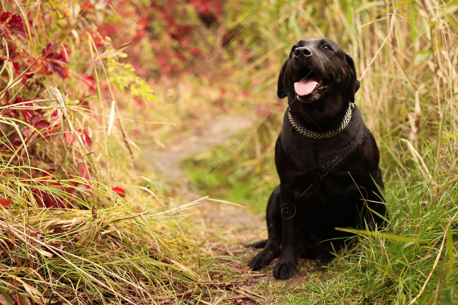 Photo of Adorable Labrador Retriever dog sitting among colorful grass outdoors. Space for text