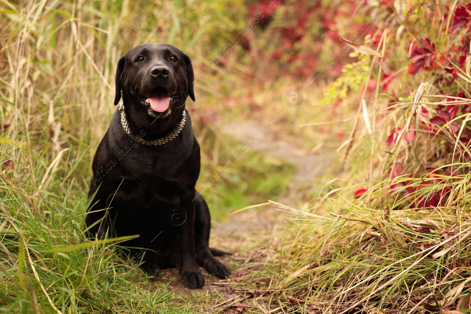 Photo of Adorable Labrador Retriever dog sitting among colorful grass outdoors. Space for text