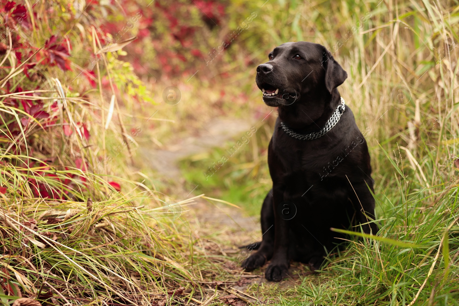 Photo of Adorable Labrador Retriever dog sitting among colorful grass outdoors. Space for text