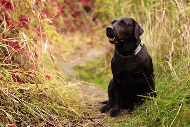 Photo of Adorable Labrador Retriever dog sitting among colorful grass outdoors. Space for text