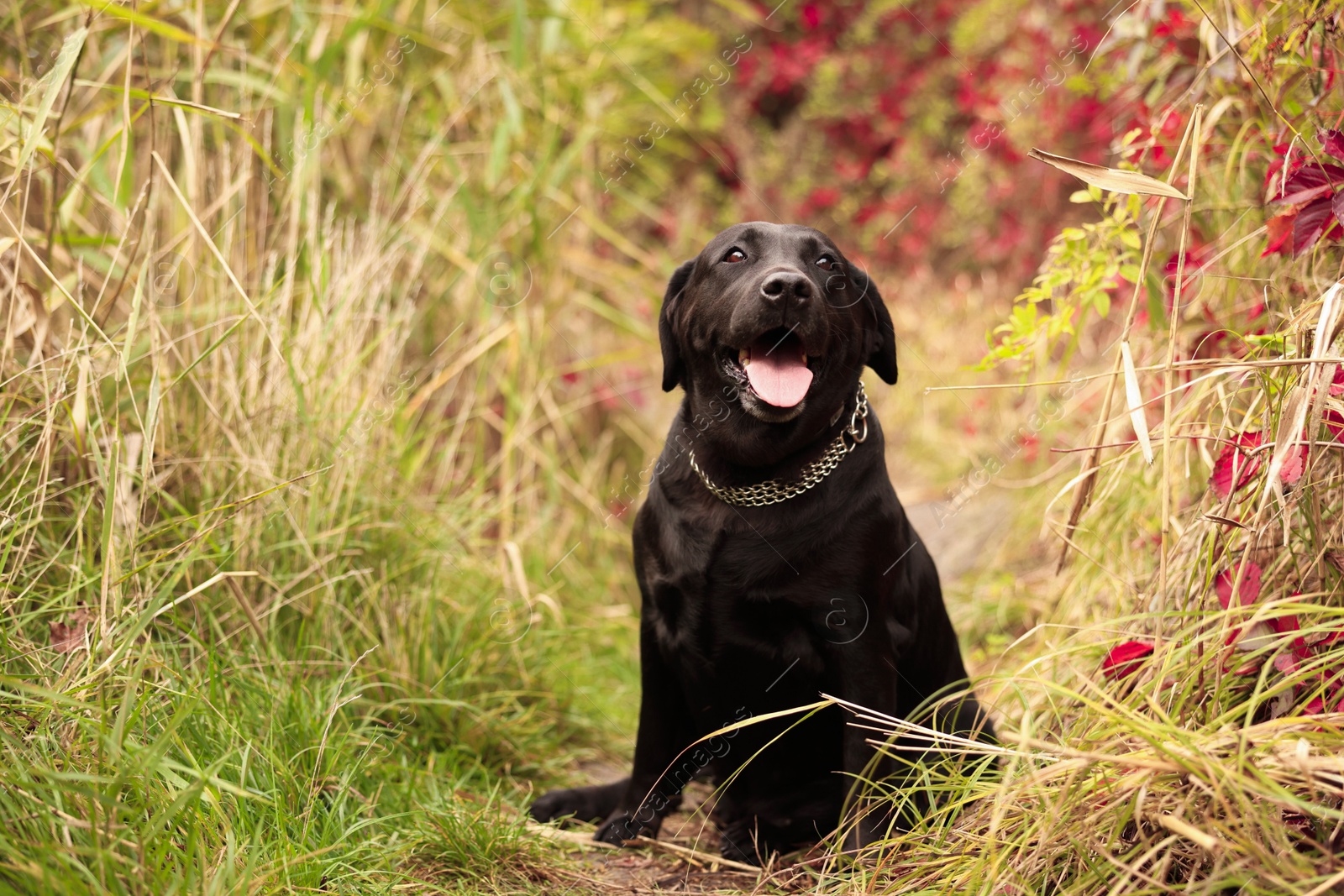 Photo of Adorable Labrador Retriever dog sitting among colorful grass outdoors