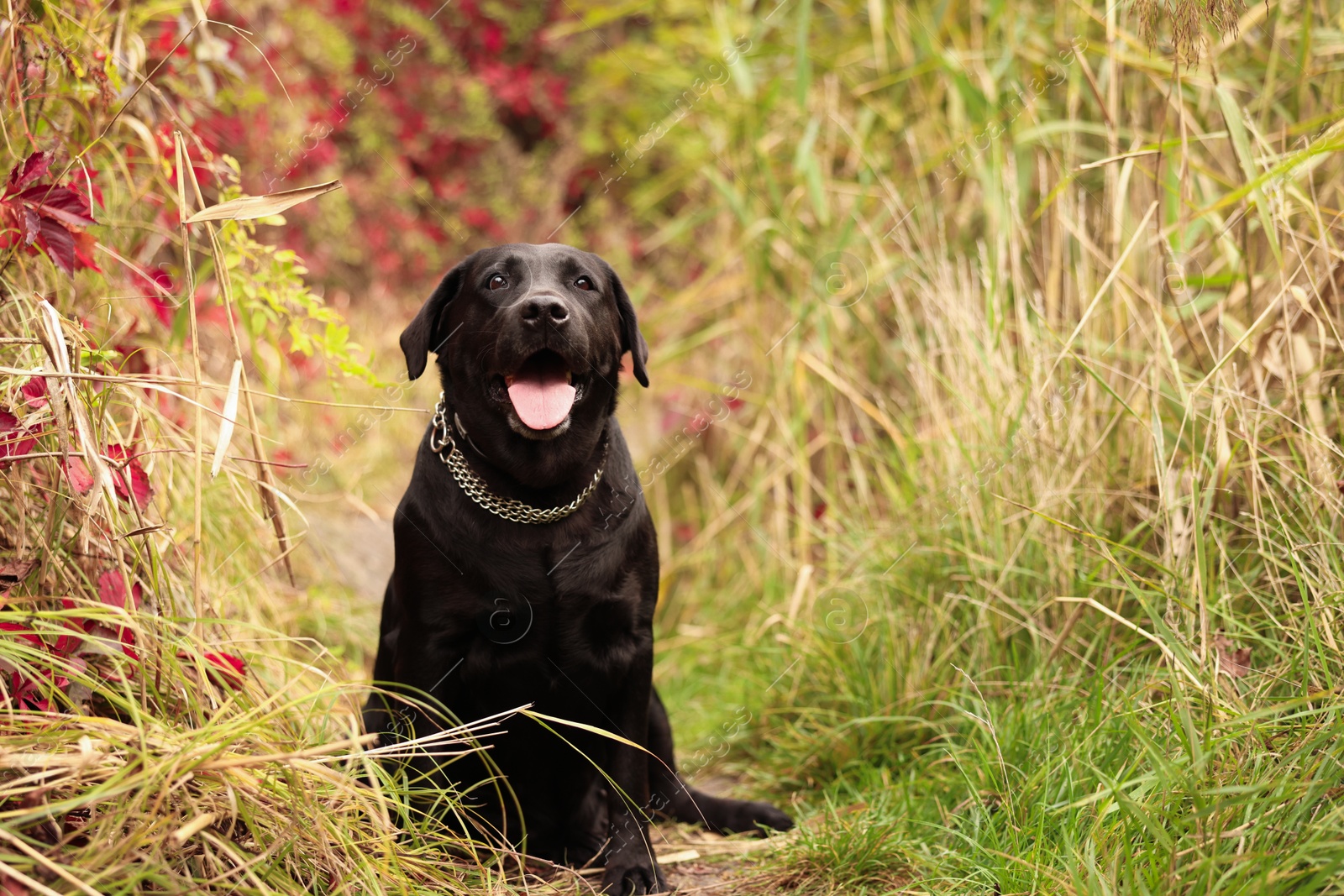 Photo of Adorable Labrador Retriever dog sitting among colorful grass outdoors. Space for text