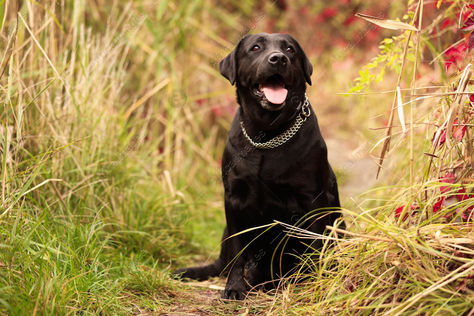 Photo of Adorable Labrador Retriever dog sitting among colorful grass outdoors