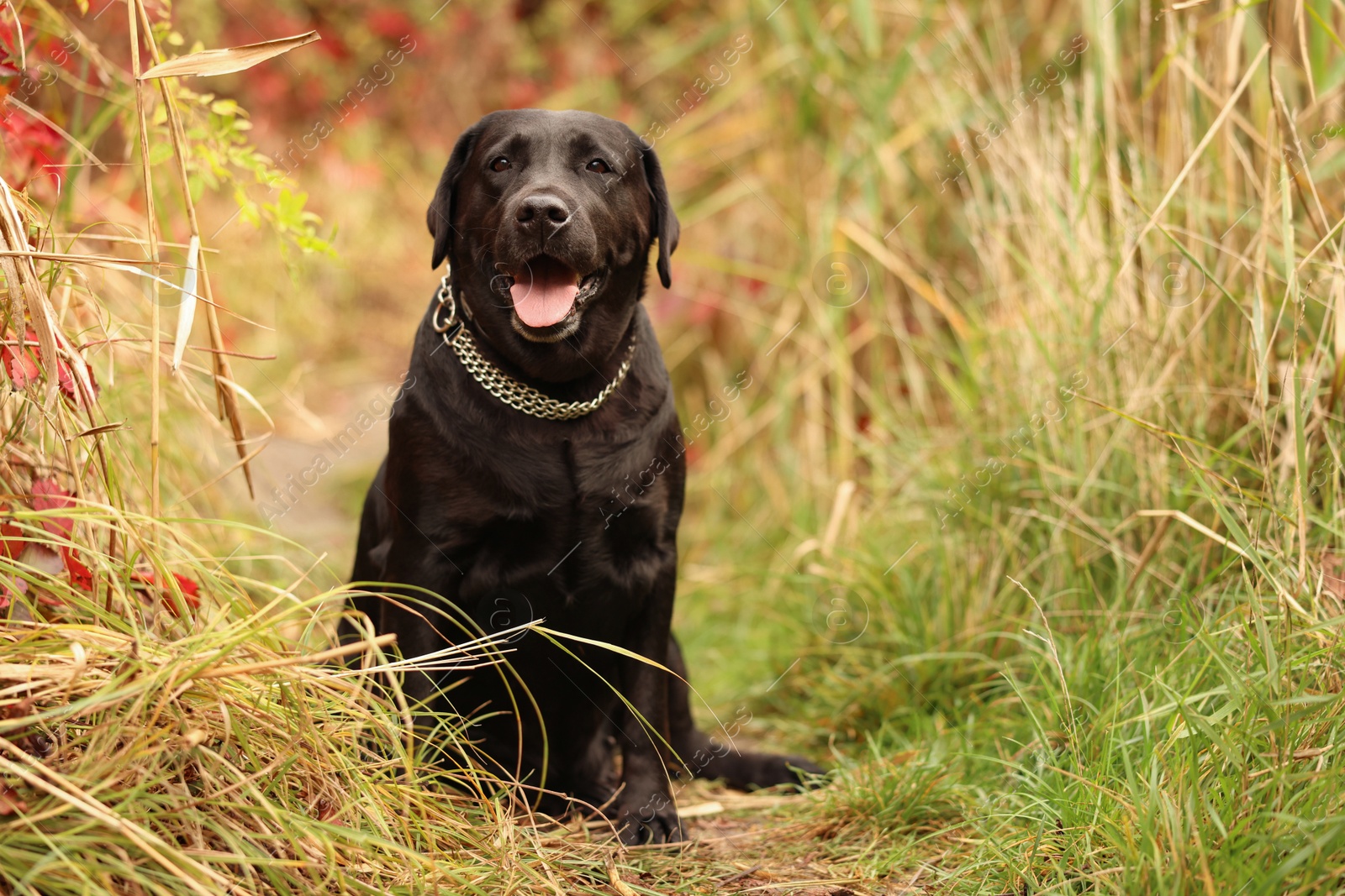 Photo of Adorable Labrador Retriever dog sitting among colorful grass outdoors