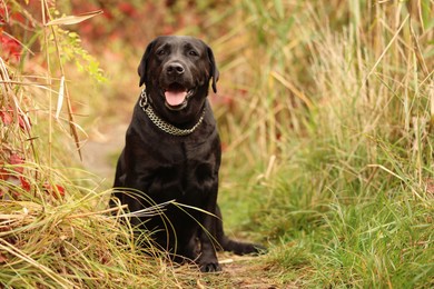 Photo of Adorable Labrador Retriever dog sitting among colorful grass outdoors