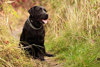 Photo of Adorable Labrador Retriever dog sitting among colorful grass outdoors. Space for text