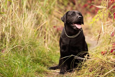 Photo of Adorable Labrador Retriever dog sitting among colorful grass outdoors. Space for text