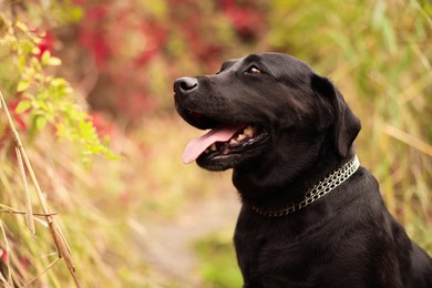 Photo of Portrait of adorable Labrador Retriever dog outdoors. Space for text