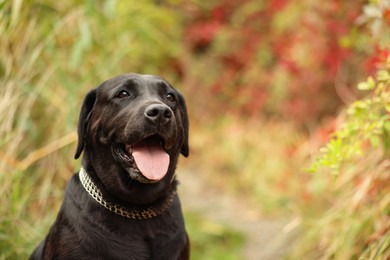 Photo of Portrait of adorable Labrador Retriever dog outdoors. Space for text