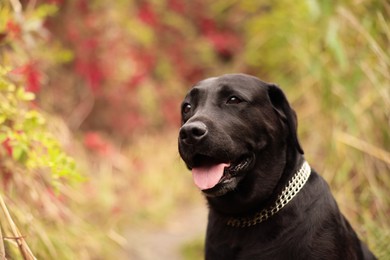 Photo of Portrait of adorable Labrador Retriever dog outdoors. Space for text