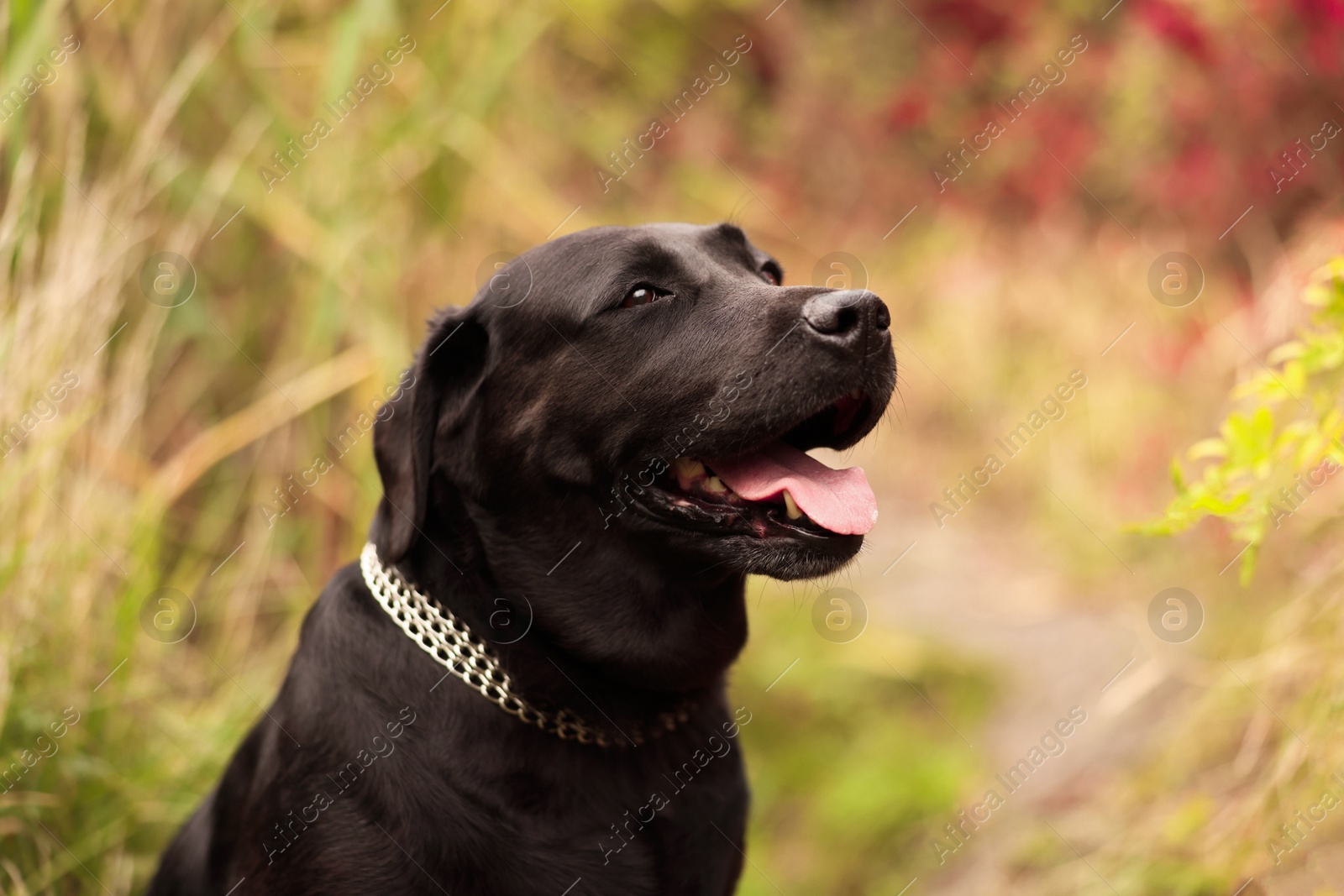 Photo of Portrait of adorable Labrador Retriever dog outdoors. Space for text