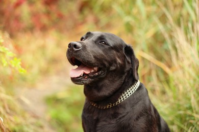 Photo of Portrait of adorable Labrador Retriever dog outdoors. Space for text