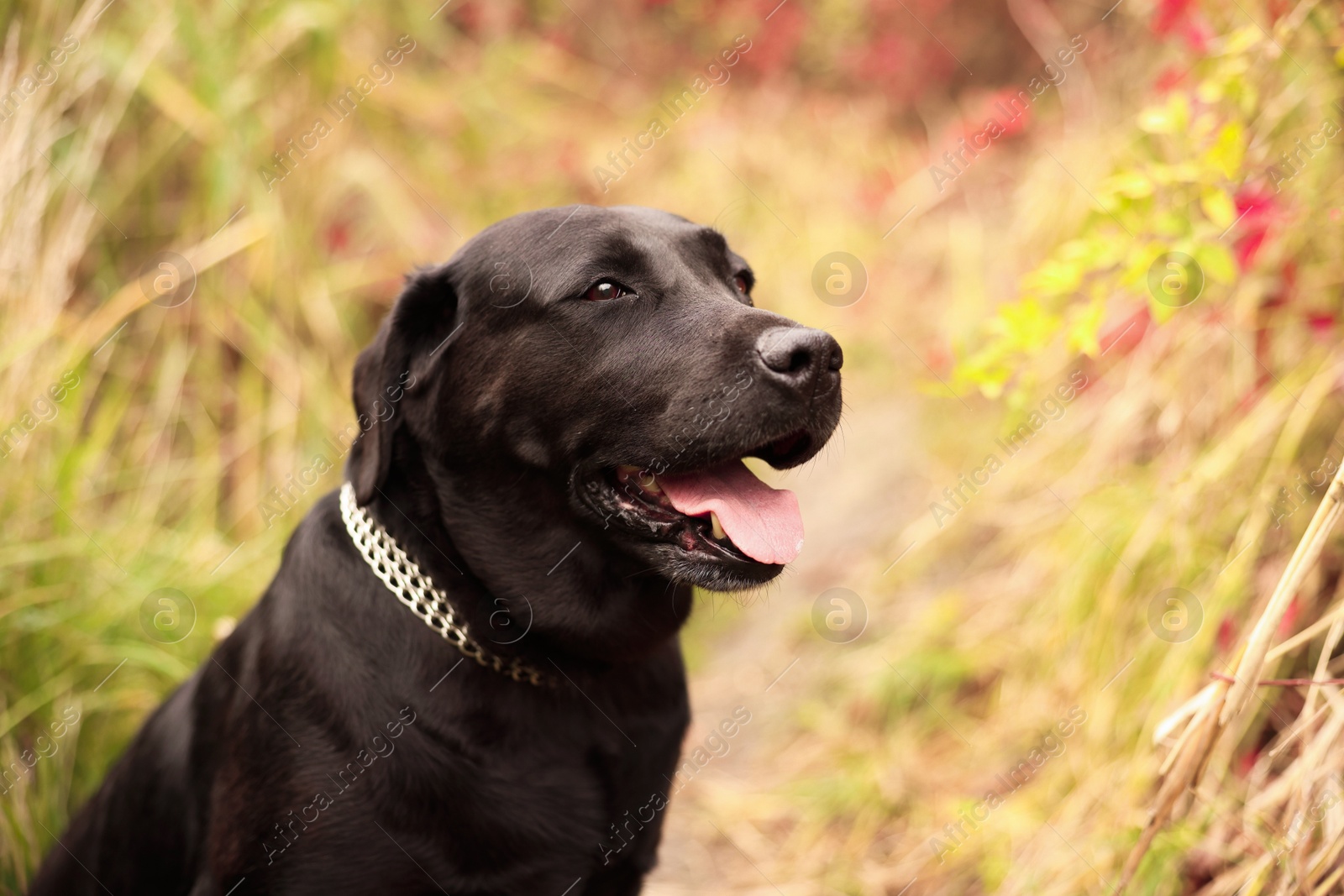 Photo of Portrait of adorable Labrador Retriever dog outdoors. Space for text