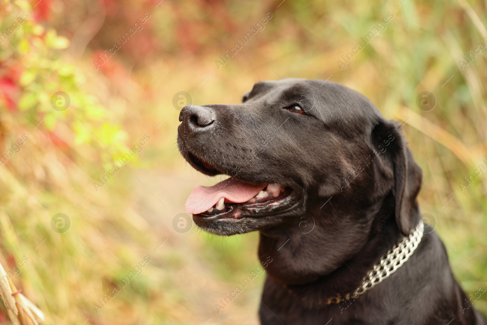 Photo of Portrait of adorable Labrador Retriever dog outdoors. Space for text