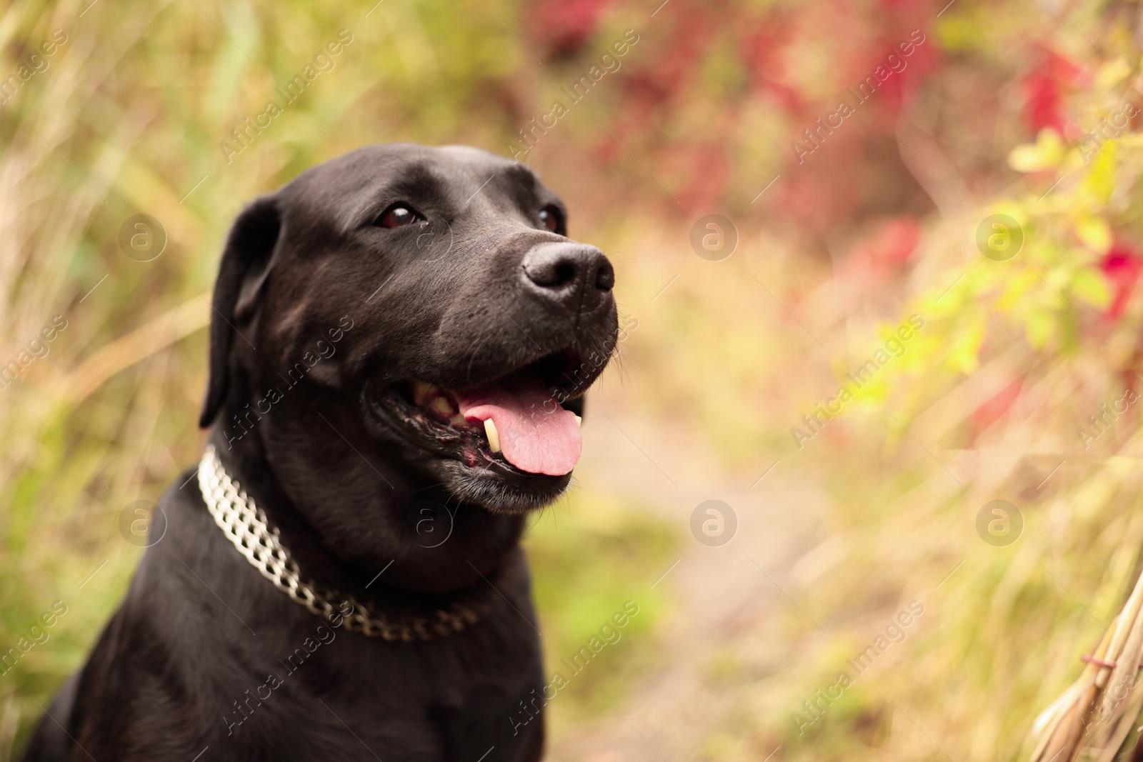 Photo of Portrait of adorable Labrador Retriever dog outdoors. Space for text