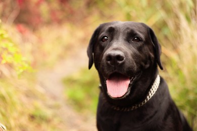 Photo of Portrait of adorable Labrador Retriever dog outdoors. Space for text