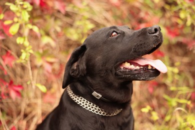 Photo of Portrait of adorable Labrador Retriever dog outdoors