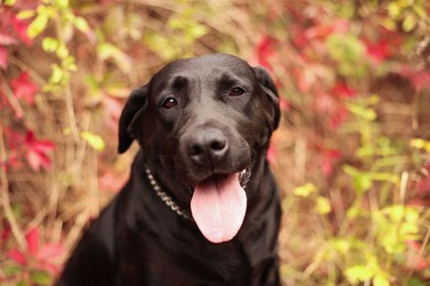 Photo of Portrait of adorable Labrador Retriever dog outdoors