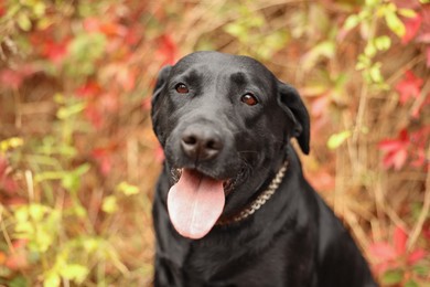 Photo of Portrait of adorable Labrador Retriever dog outdoors