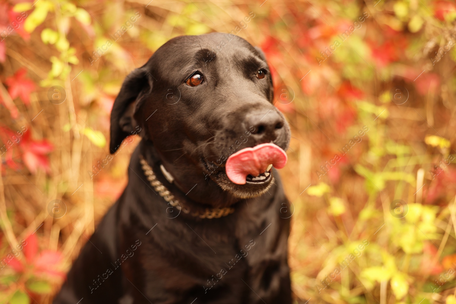 Photo of Portrait of adorable Labrador Retriever dog outdoors