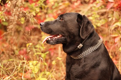 Photo of Portrait of adorable Labrador Retriever dog outdoors. Space for text