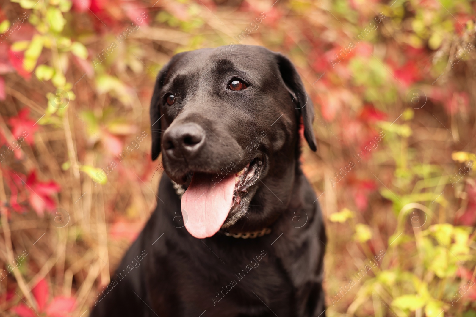 Photo of Portrait of adorable Labrador Retriever dog outdoors