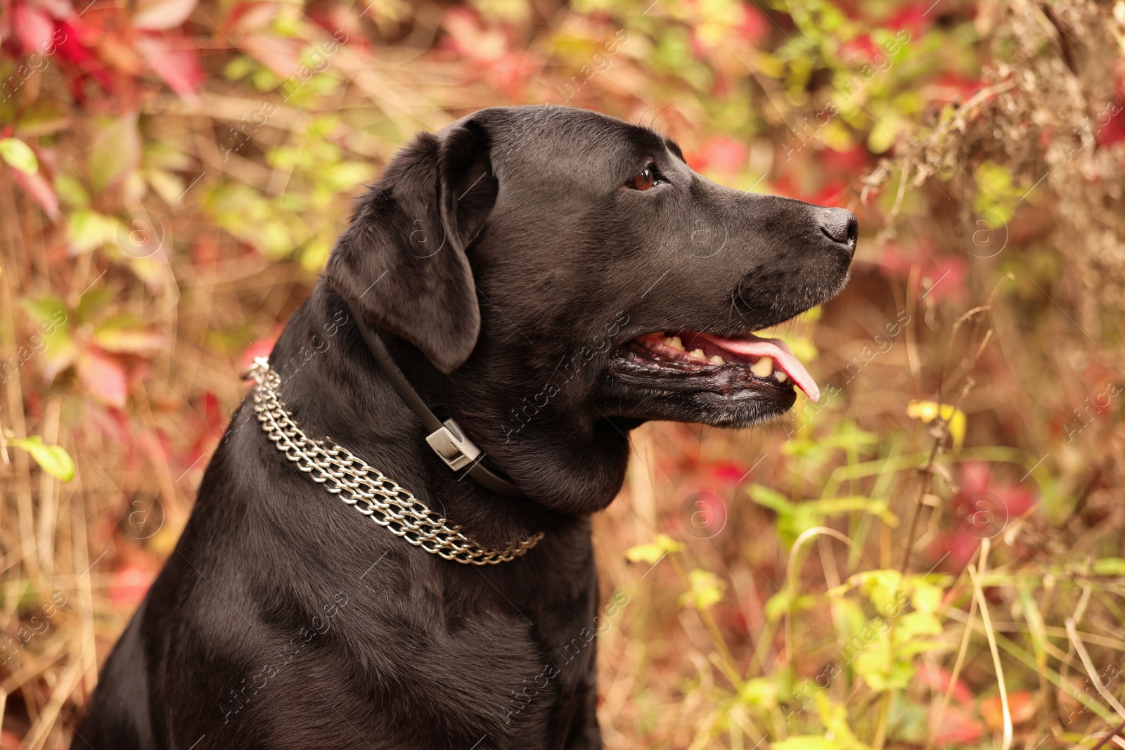 Photo of Portrait of adorable Labrador Retriever dog outdoors