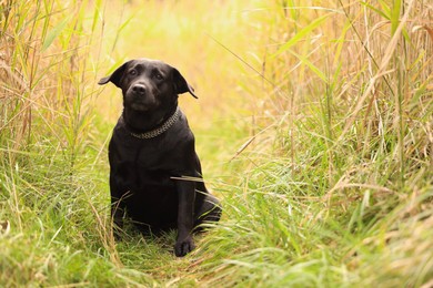 Photo of Adorable Labrador Retriever dog sitting on green grass outdoors