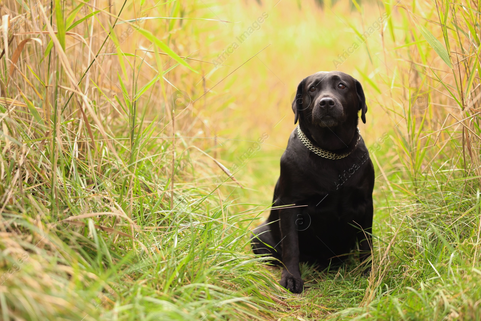 Photo of Adorable Labrador Retriever dog sitting on green grass outdoors