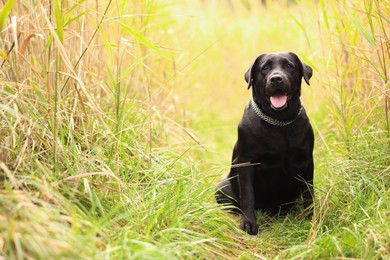 Photo of Adorable Labrador Retriever dog sitting on green grass outdoors