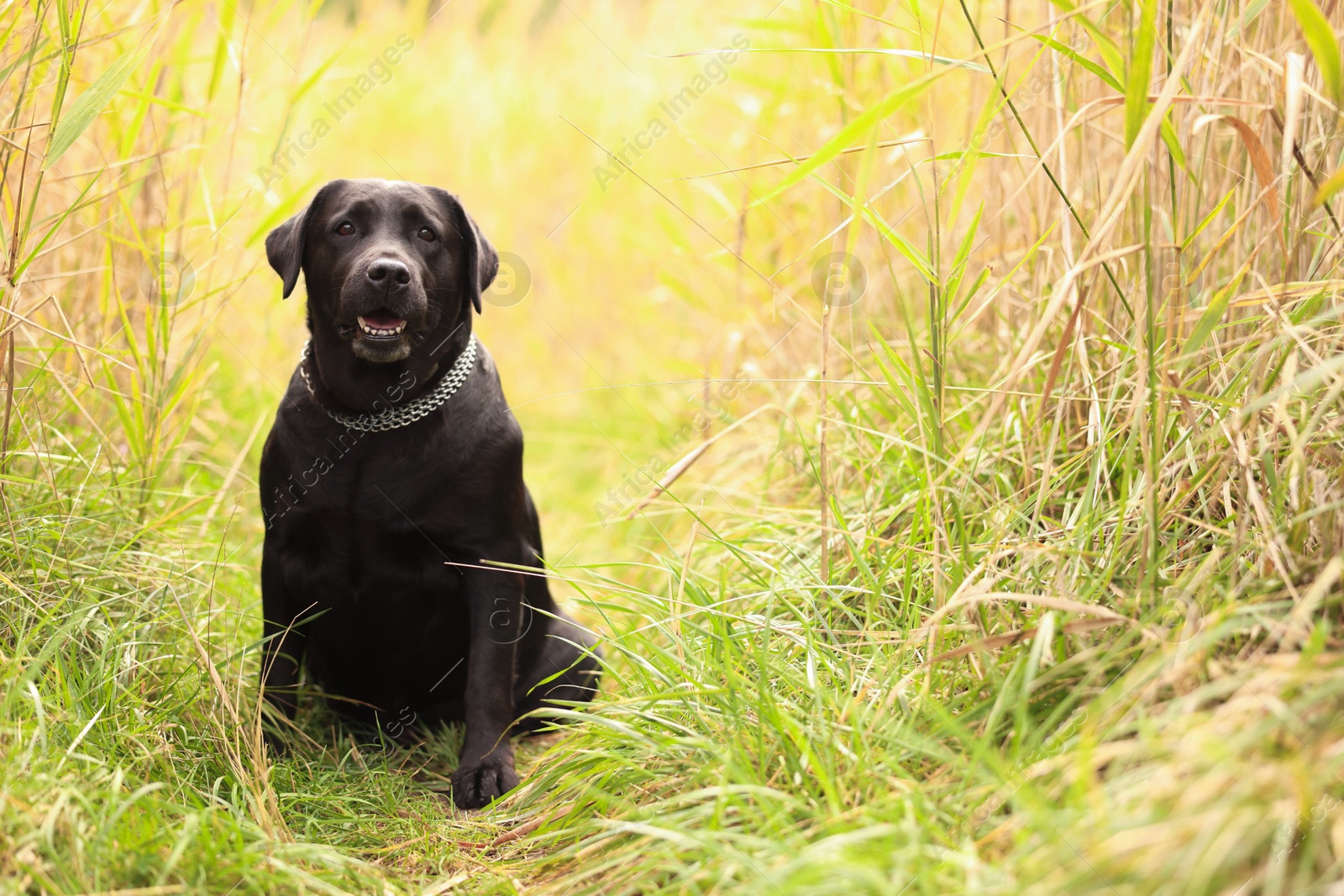 Photo of Adorable Labrador Retriever dog sitting on green grass outdoors