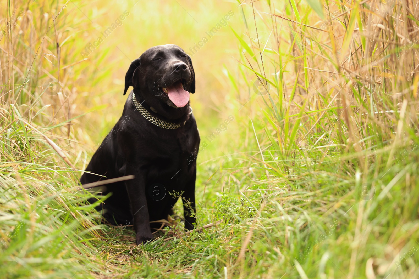 Photo of Adorable Labrador Retriever dog sitting on green grass outdoors