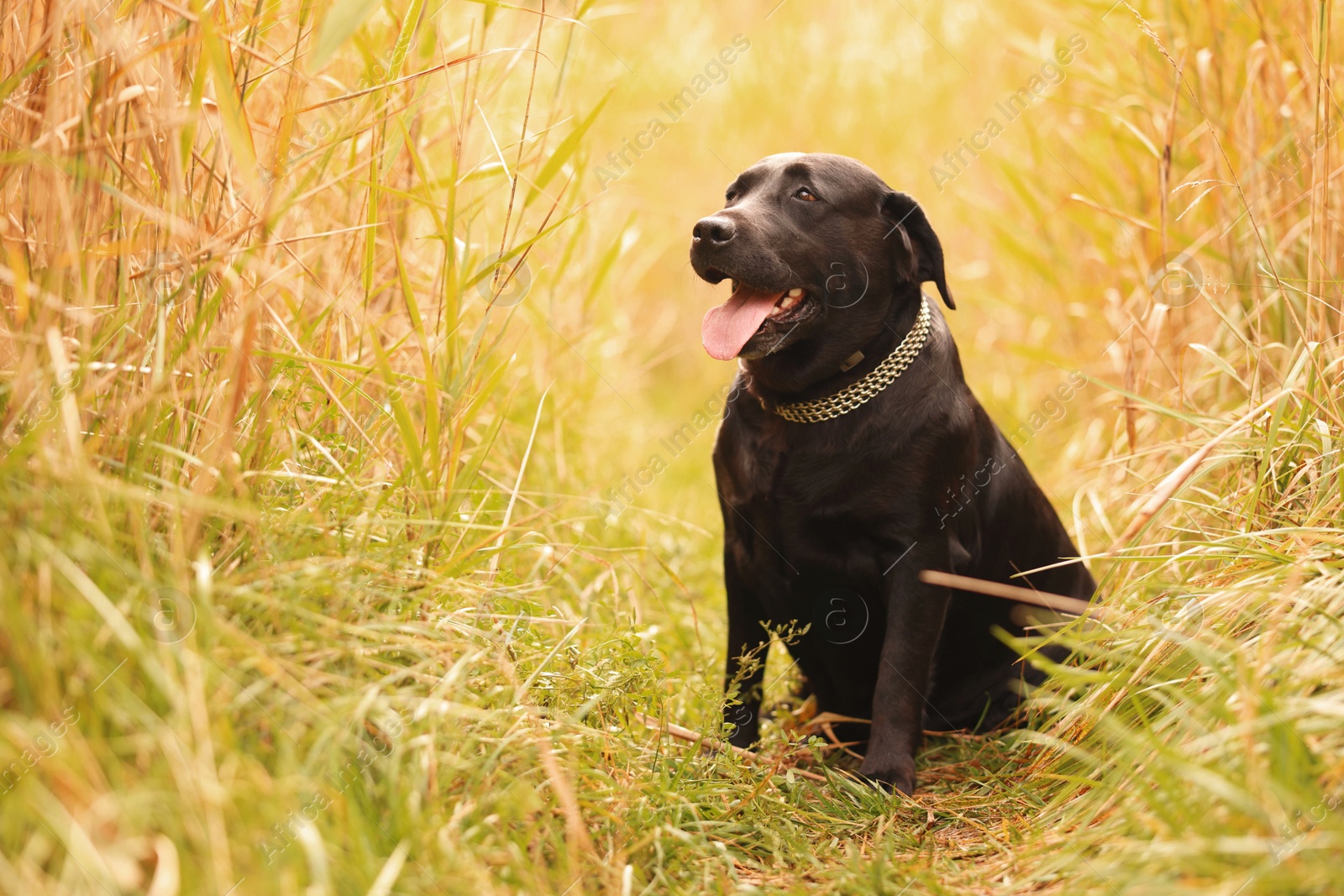 Photo of Adorable Labrador Retriever dog sitting on green grass outdoors