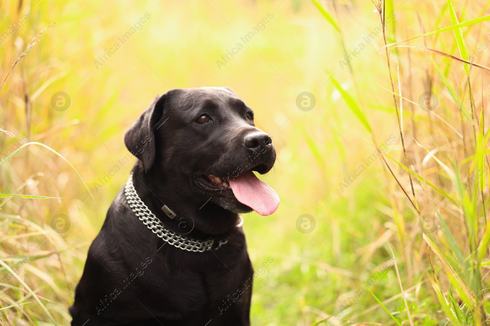 Photo of Portrait of adorable Labrador Retriever dog outdoors. Space for text