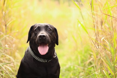 Photo of Portrait of adorable Labrador Retriever dog outdoors. Space for text