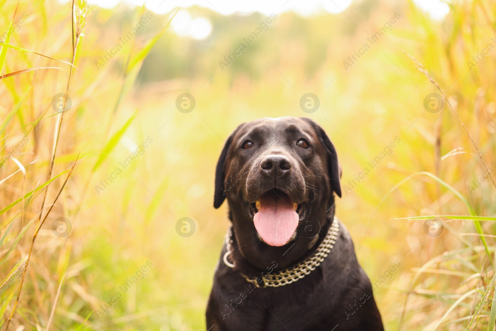 Photo of Portrait of adorable Labrador Retriever dog outdoors. Space for text