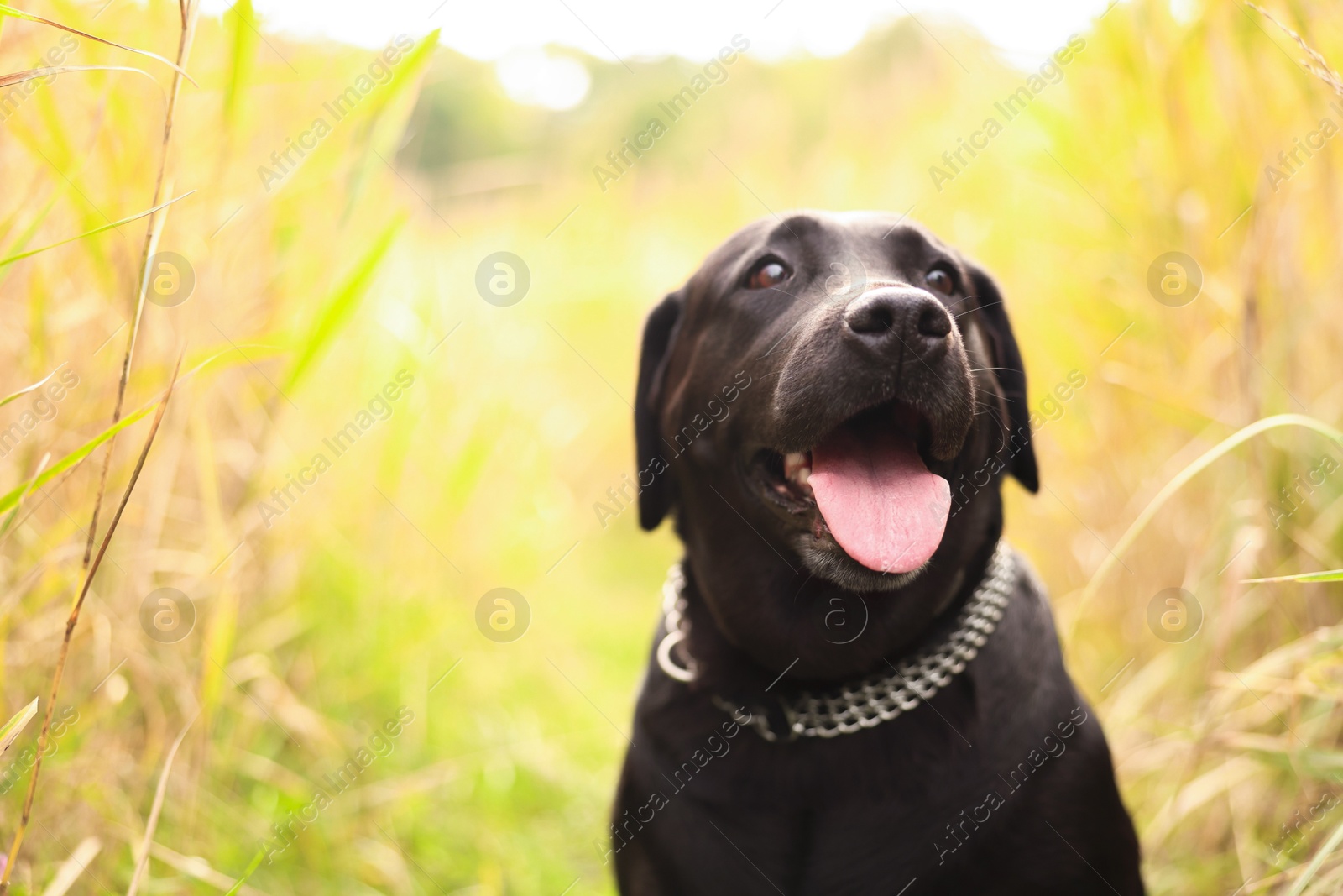 Photo of Portrait of adorable Labrador Retriever dog outdoors. Space for text