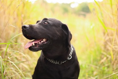 Photo of Adorable Labrador Retriever dog looking at something outdoors