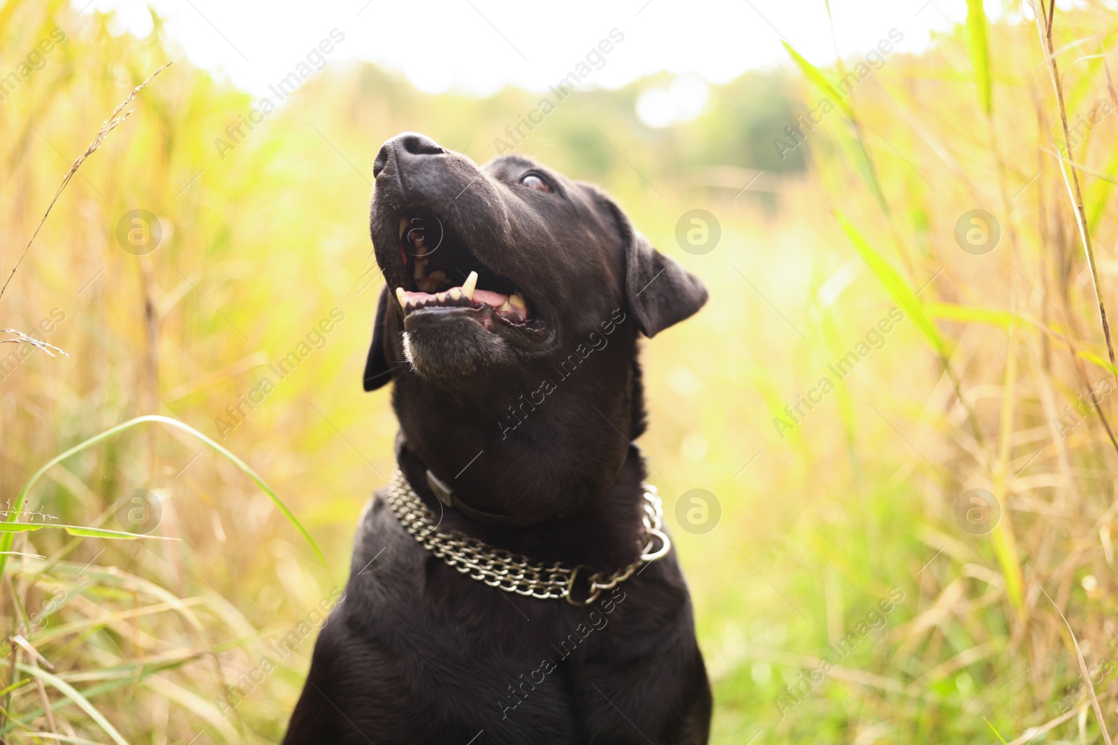 Photo of Adorable Labrador Retriever dog looking at something outdoors