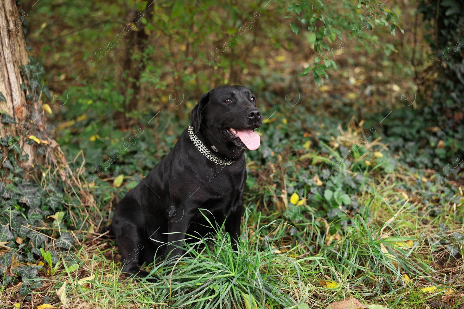 Photo of Adorable Labrador Retriever dog sitting on green grass outdoors